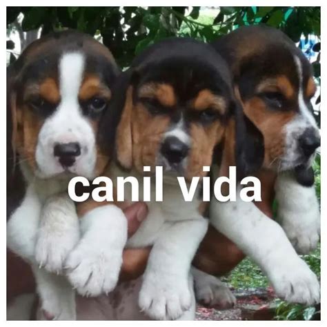 beagle olx|filhotes de beagle a venda.
